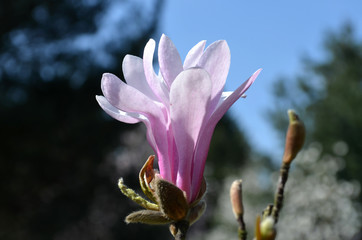 Fototapeta na wymiar Różowe magnolie