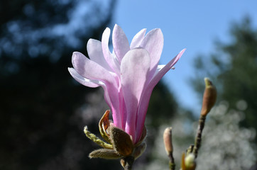 Różowe magnolie © zetat