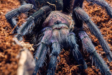 tarantula Phormictopus sp purple
