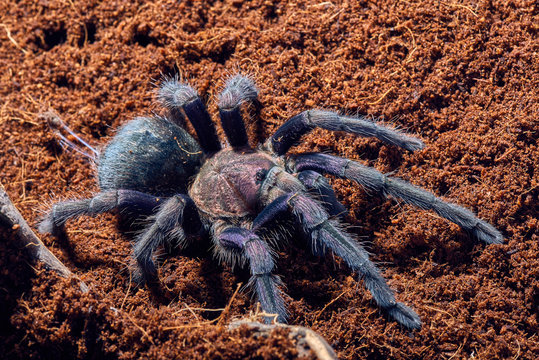 tarantula Phormictopus sp purple