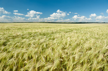 wheat field and blue sky summer landscape