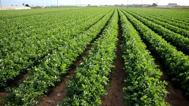 Celery growing in the sun on the field