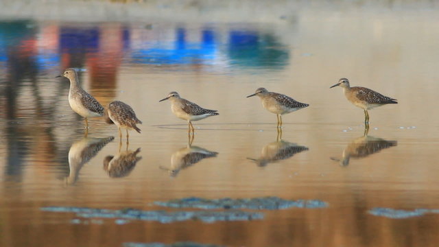 Wood Sandpiper