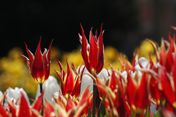 Turkish tulip