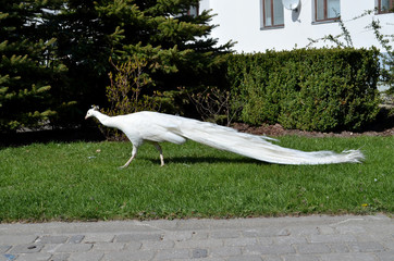 Biały Paw albinos