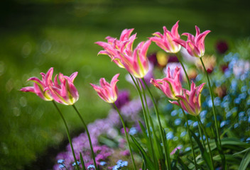 "Virichic"- viridiflora tulip at springtime in garden.