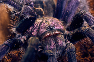 tarantula Phormictopus sp purple