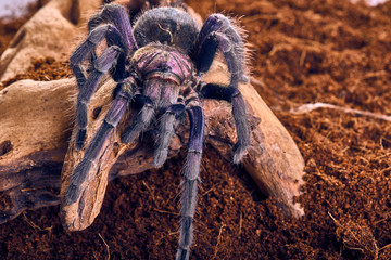tarantula Phormictopus sp purple