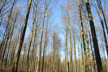 Tall stems of beech forest in winter, Hallerbos