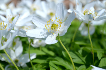 Białe zawilce © zetat