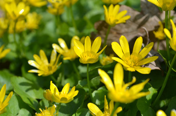 żółte zawilce © zetat