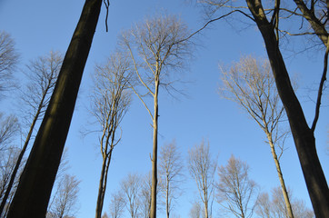 tall stems of beech forest in winter, Hallerbos