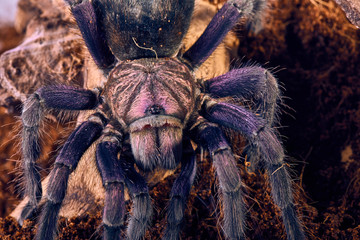 tarantula Phormictopus sp purple