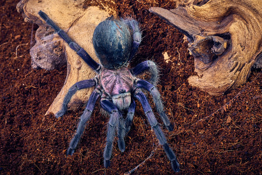 tarantula Phormictopus sp purple