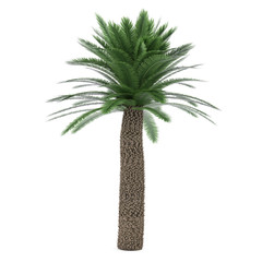 Palm tree isolated. Cycas Revoluta