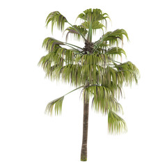 Obraz premium Palm tree isolated. Livistona