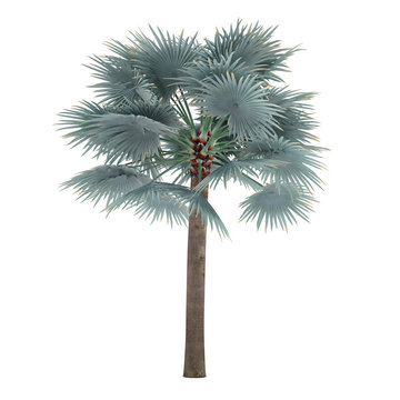 Palm tree isolated. Bismarckia Nobilis