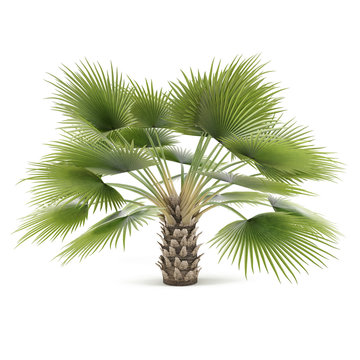 Palm tree isolated. Copernicia