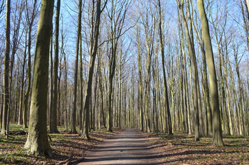 Beech forest with walking trail, Hallerbos