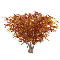 Autumn bush isolated