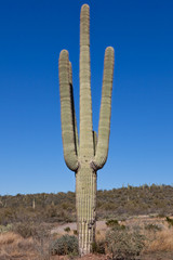 Saguaro Cactus