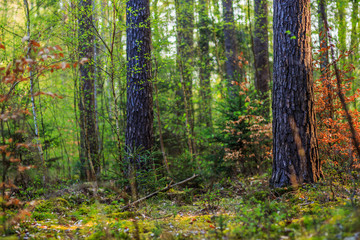 Magic Spring Forest