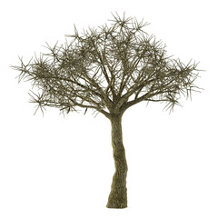 Fototapeta premium Dead tree without leaves isolated.
