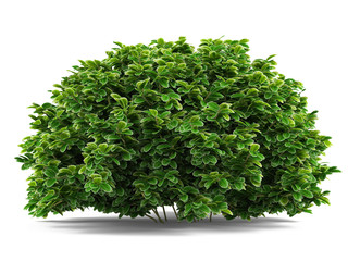 Plant bush isolated.