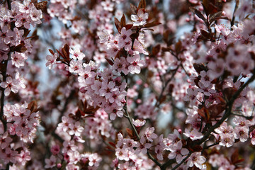 Pink colored cherry blossom branch in the garden