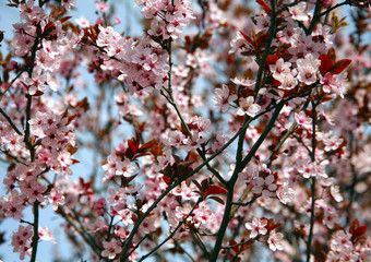 Pink colored cherry blossom branch in the garden against blue sk