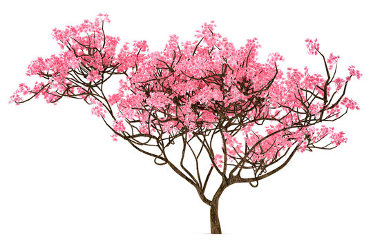 Sakura tree isolated