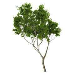 young tree isolated