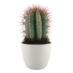 Cactus in the pot