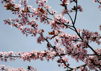 Pink colored cherry blossom branch in the garden against blue sk