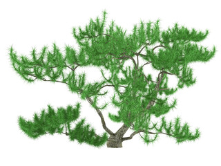 Obraz premium Exotic pine tree