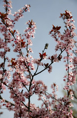Beautiful flowering cherry tree springtime as a sakura backgroun