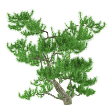 Exotic pine tree