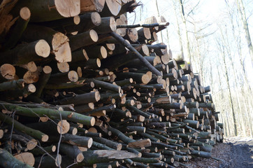 Timber next to walking trail in a beech forest, Hallerbos