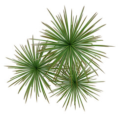 Palm plant tree top