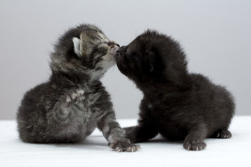 2 small kittens