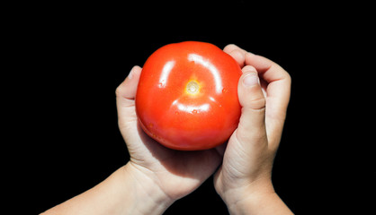 big red tomato in a hand, isolated