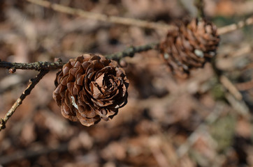 Larch pine cones on forest floor, Hallerbos