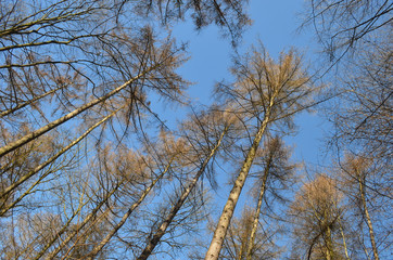 Larch trees against blue sky, Hallerbos