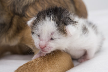 baby cat