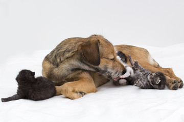 Obraz premium dog and cats