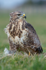 Common Buzzard (Buteo Buteo)