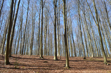 Beech forest on a hill in winter, Hallerbos