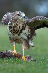 Common Buzzard (Buteo Buteo)