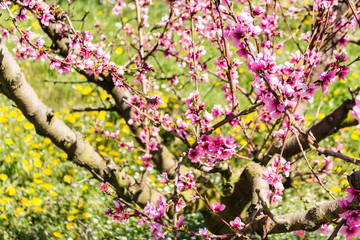 The arrival of spring in the blossoming of peach trees treated w