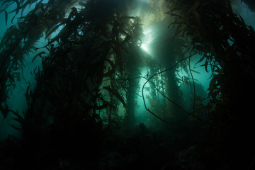 Giant Kelp Forest